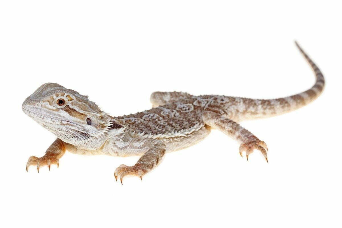 Bearded dragon on white background