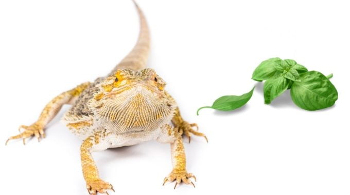 Bearded dragon and basil on white background