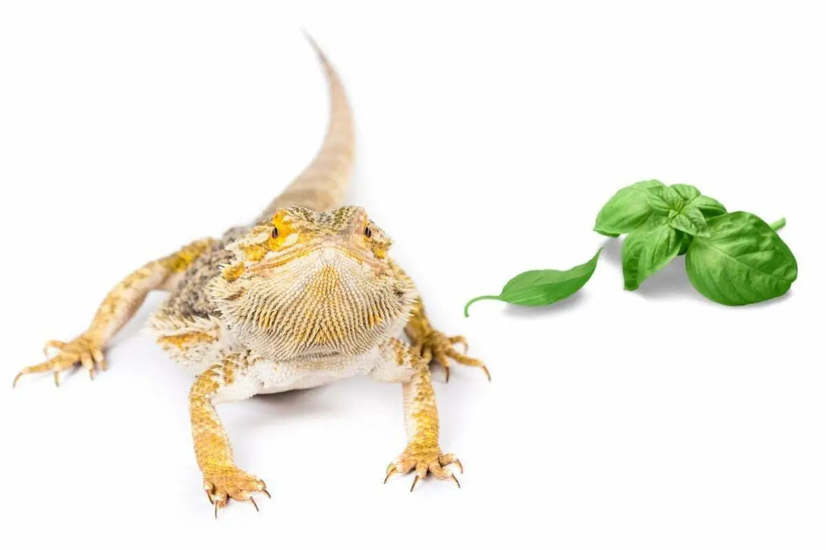 bearded dragon and basil on white background