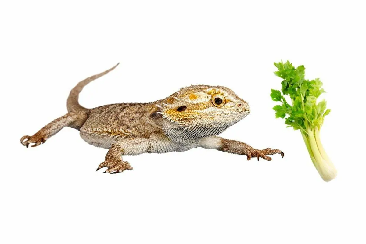 Bearded dragons and celery on white background