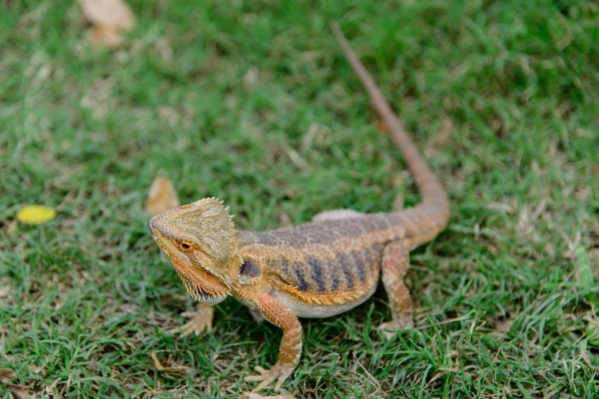 Bearded dragon on grass