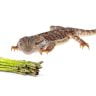 bearded dragon and asparagus on white background