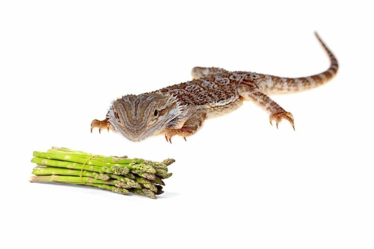 Bearded dragon and asparagus on white background