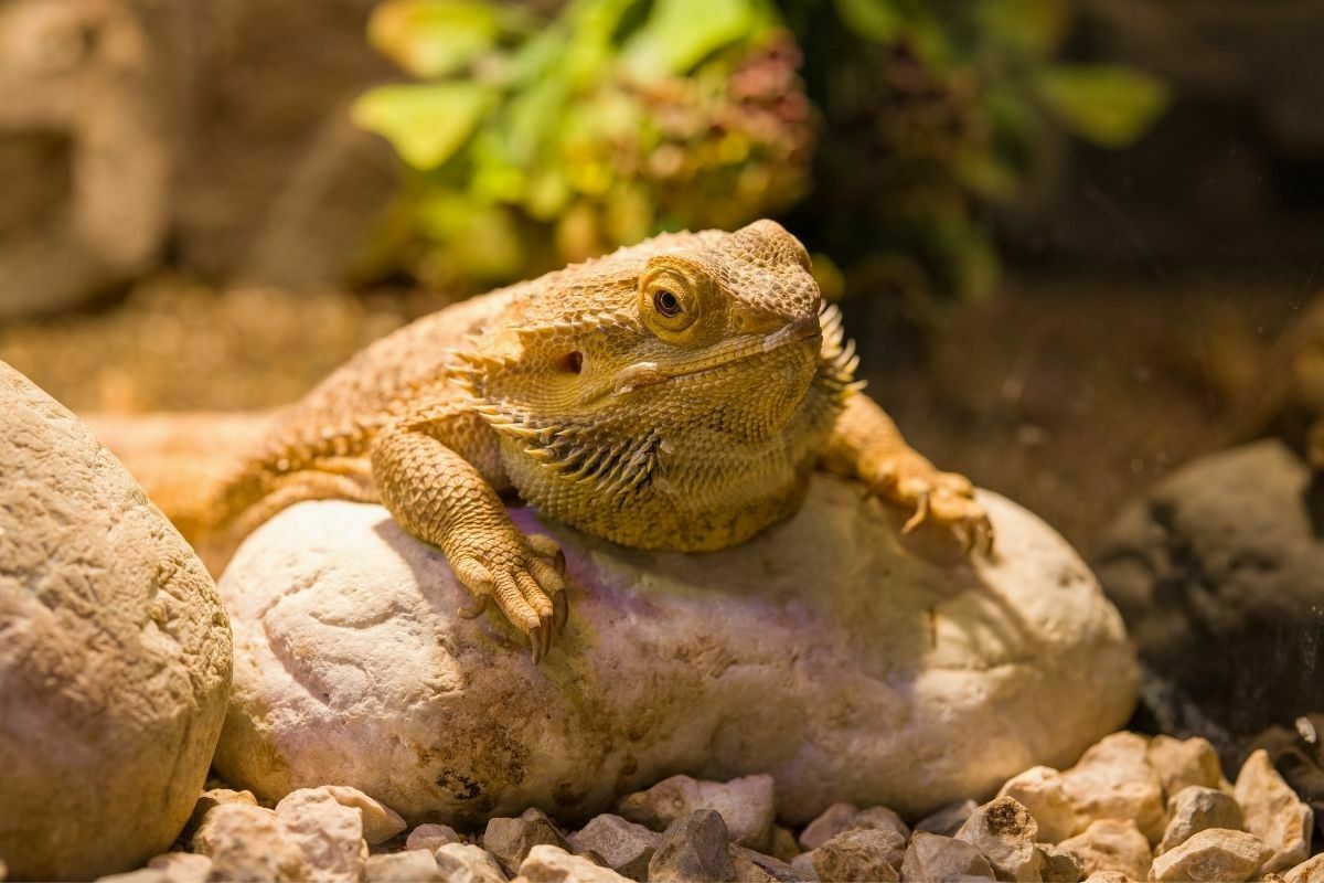 Bearded dragon on a rock