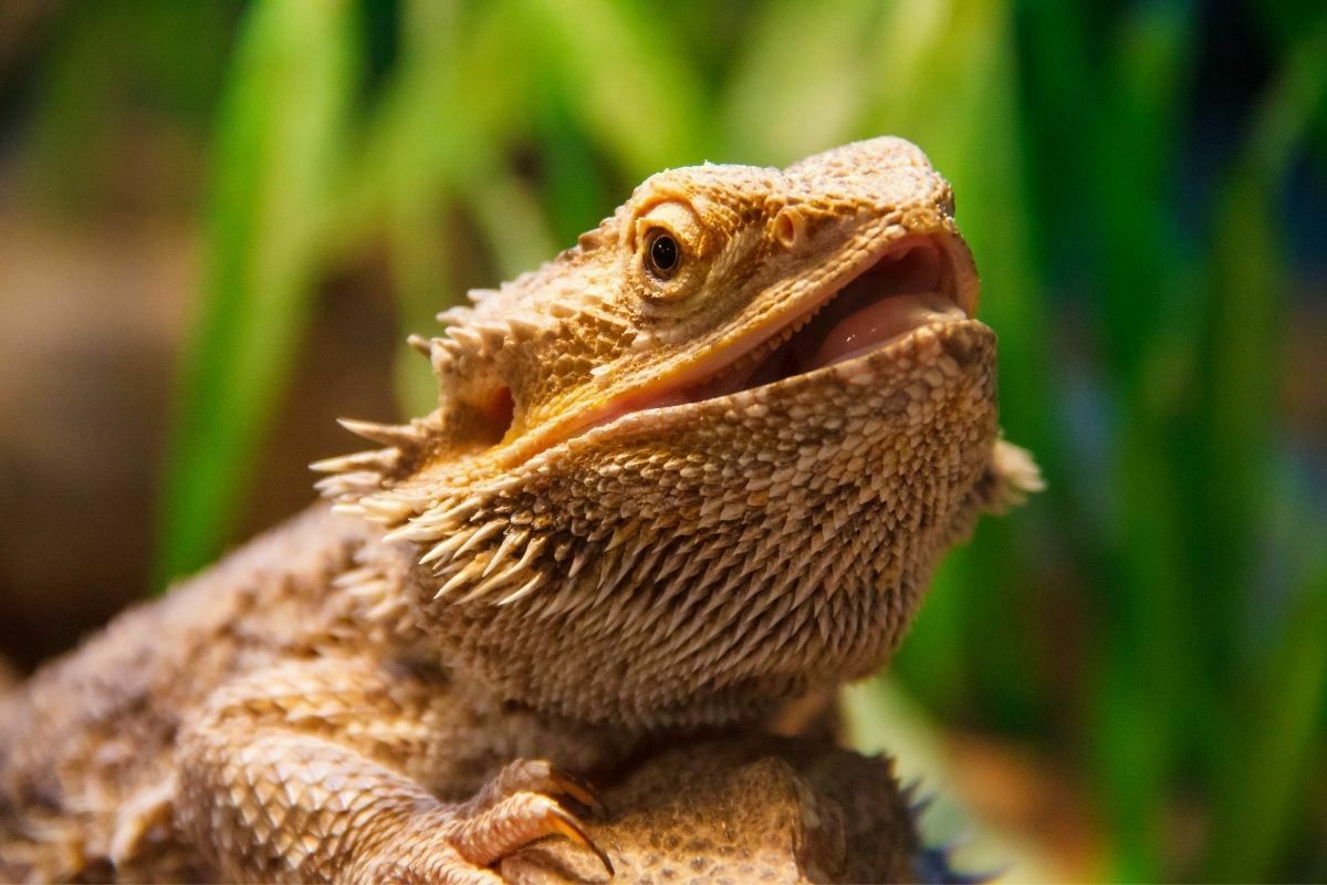 close up of a bearded dragon with an open mouth