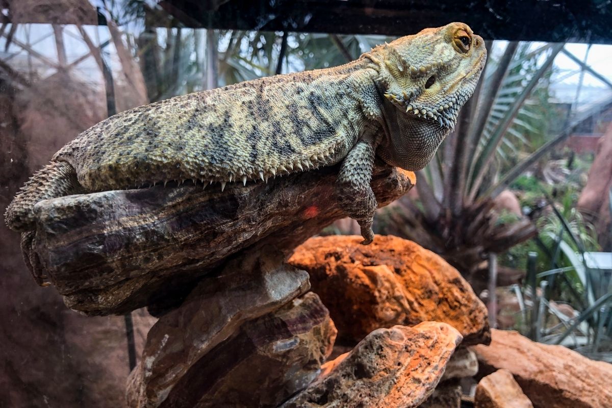 bearded dragon on top of a rock