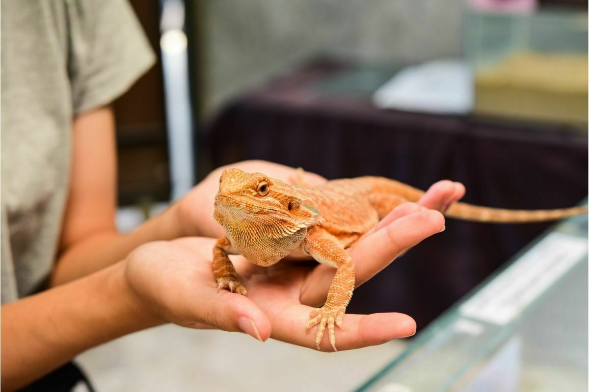 Bearded dragon held by its keeper