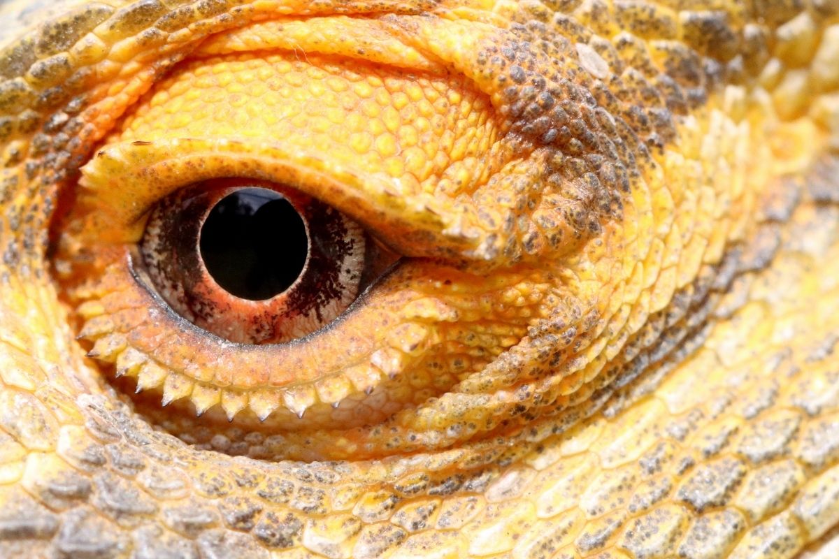 Bearded dragon eye