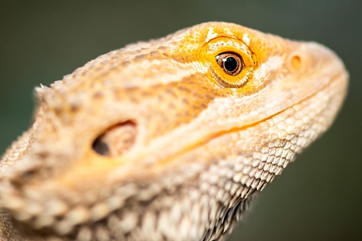 Bearded dragons eye