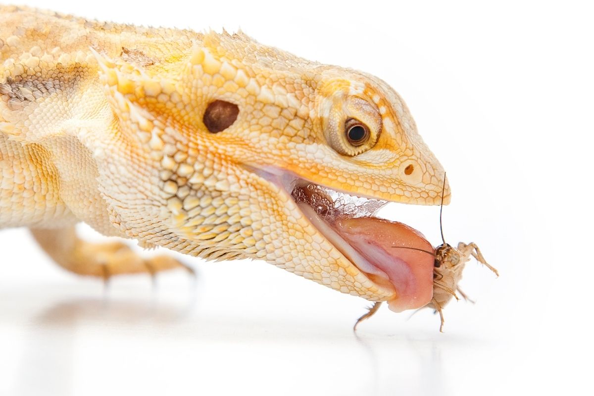 Bearded dragon eating insect