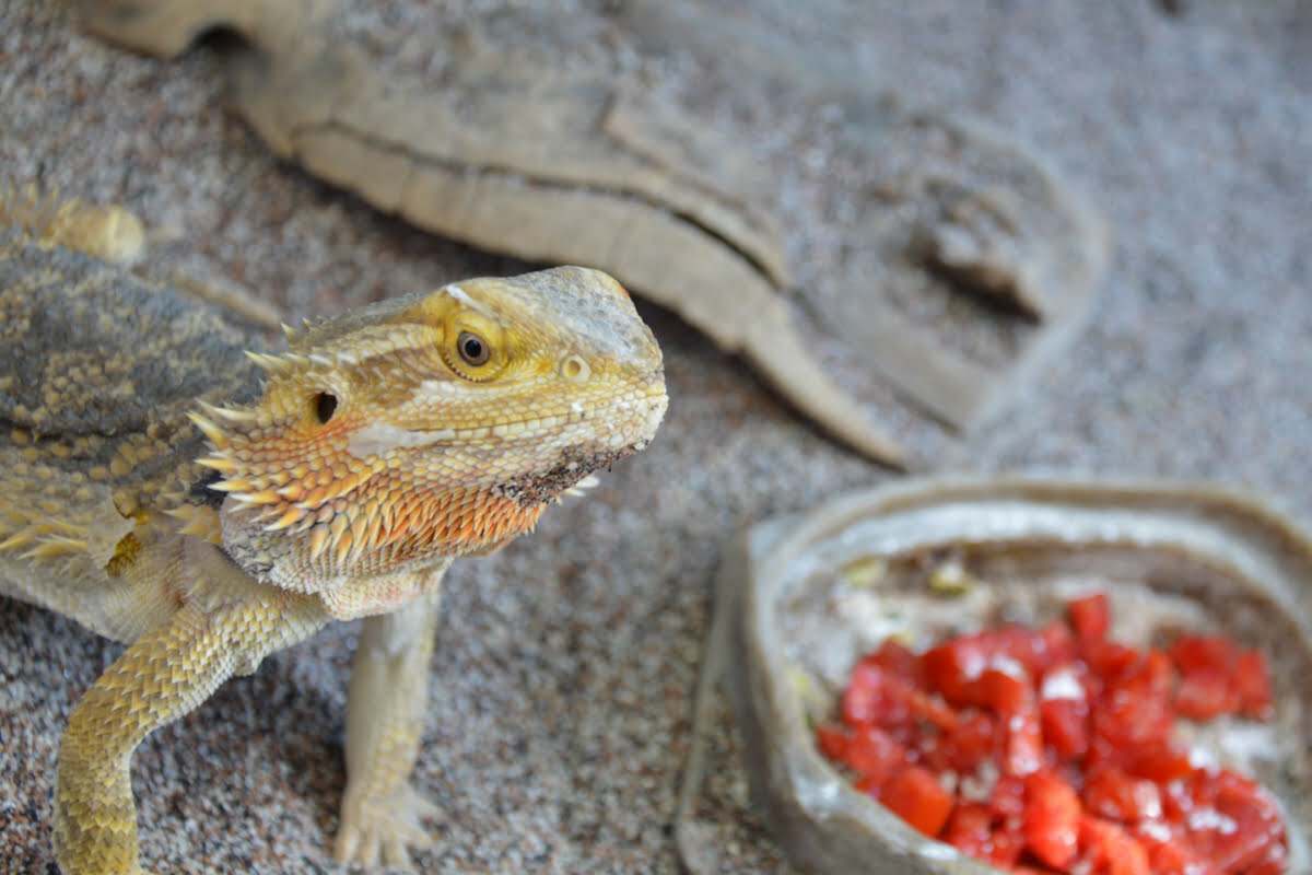 Bearded dragon and a bowl of diced tomato