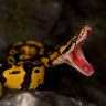 Agressive Banana Ball Python Morphs
