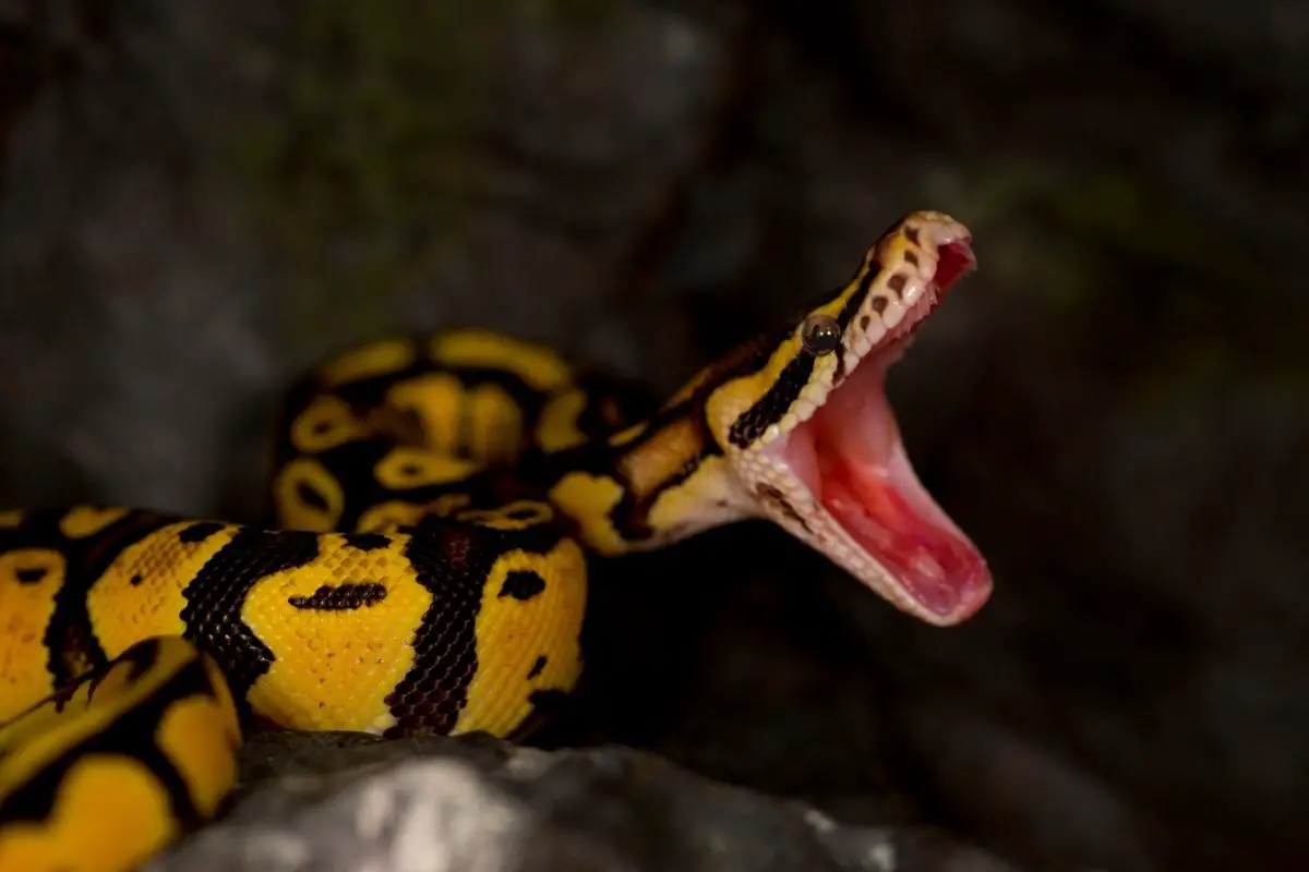 Agressive banana ball python morphs