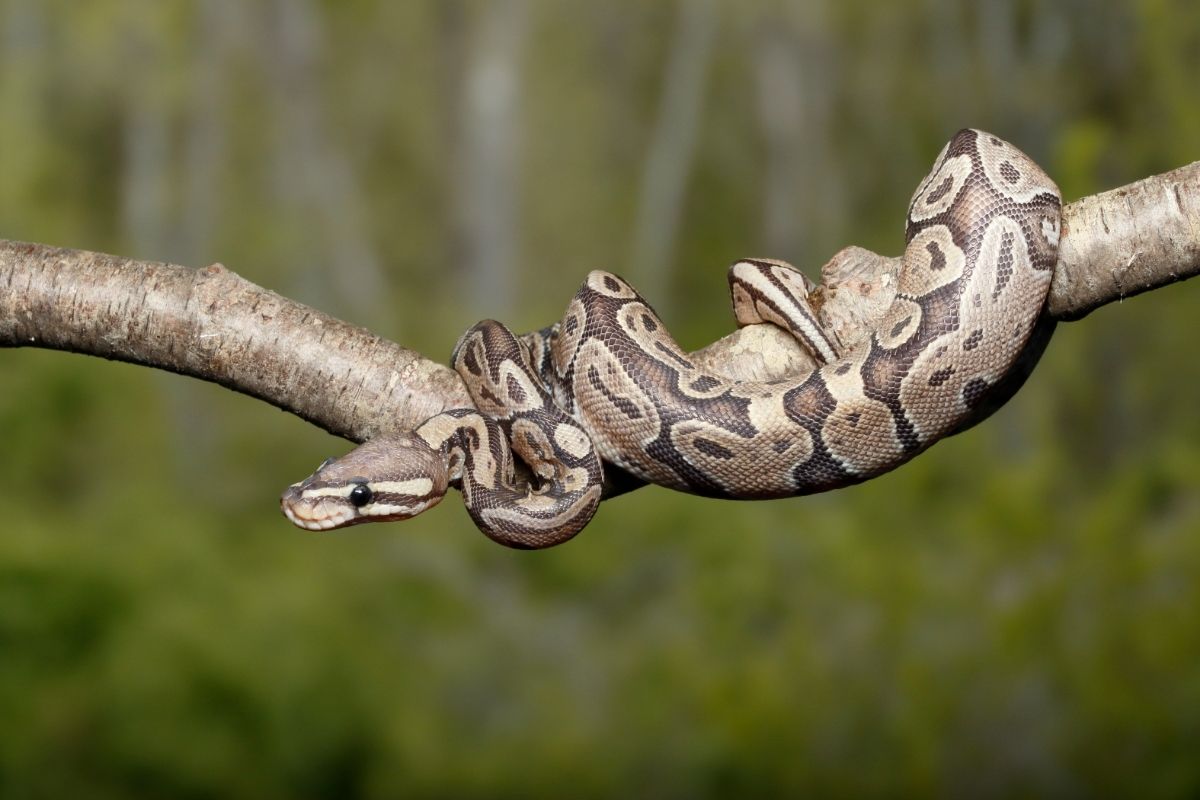 Fire-ball-python-morphs on branch