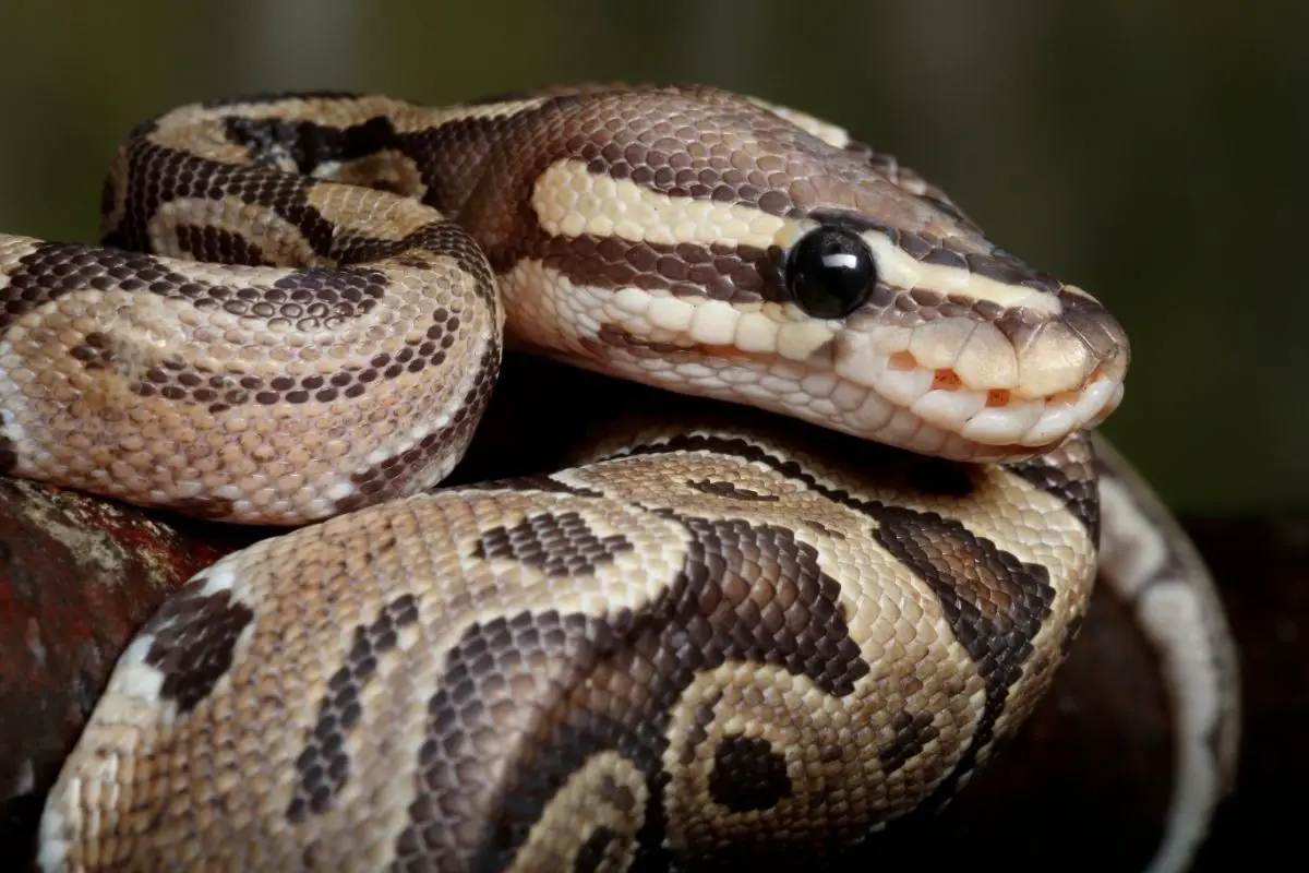 Ball python morph portrait