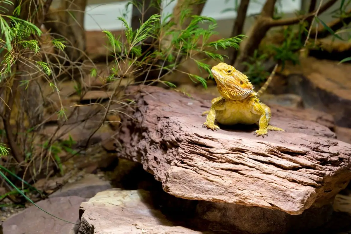 Yellow bearded dragon on top of a rock