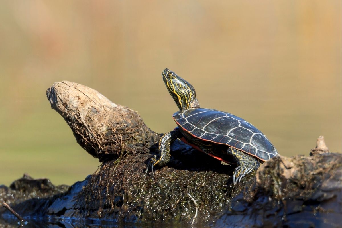 Turtle resting on the log