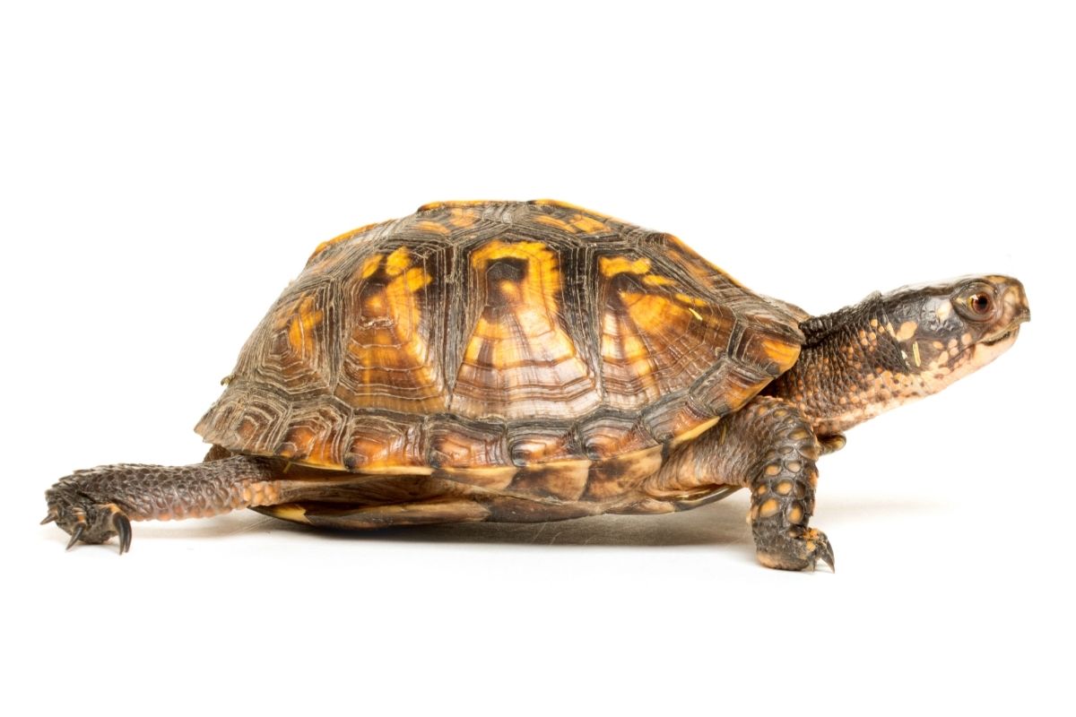 Eastern box turtle on white background