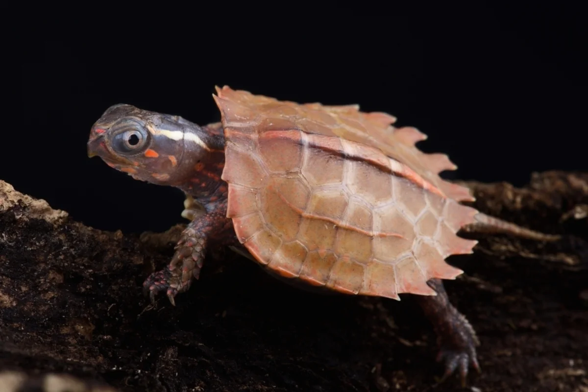 Black-breasted leaf turtle on a tree branch