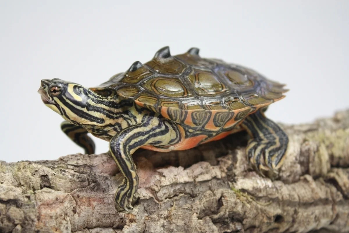 Black-knobbed map turtle on a brach