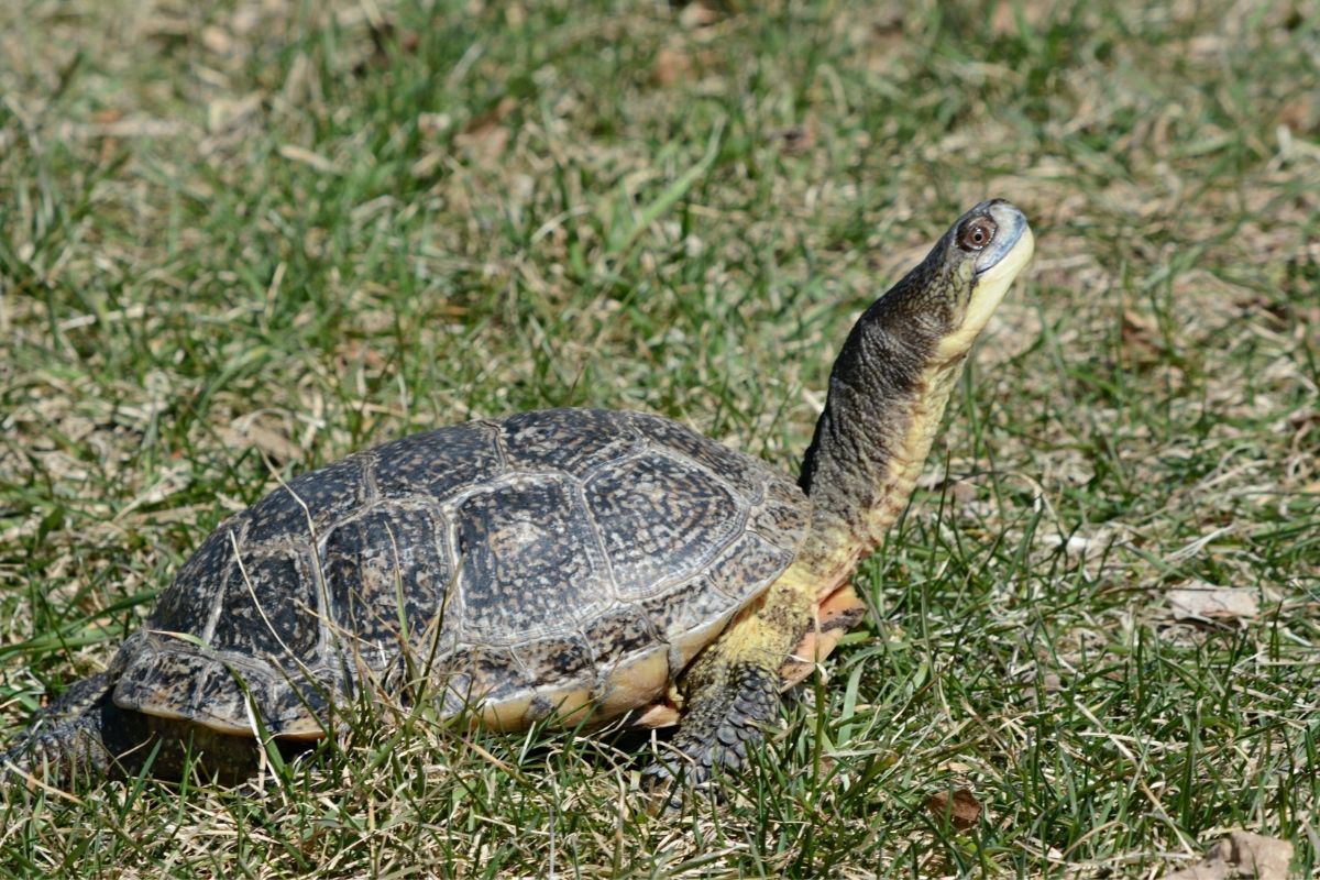 Blanding's turtle