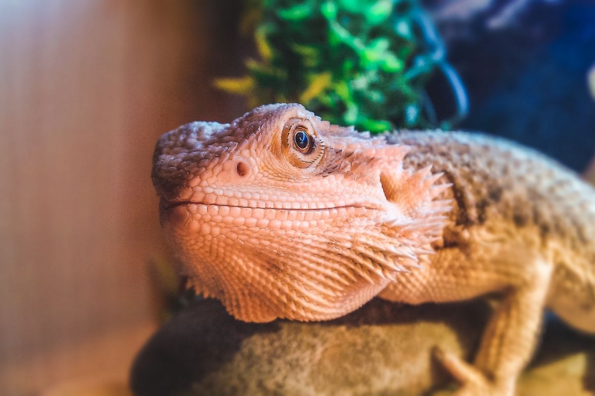 Bearded dragon on a rock plant behind