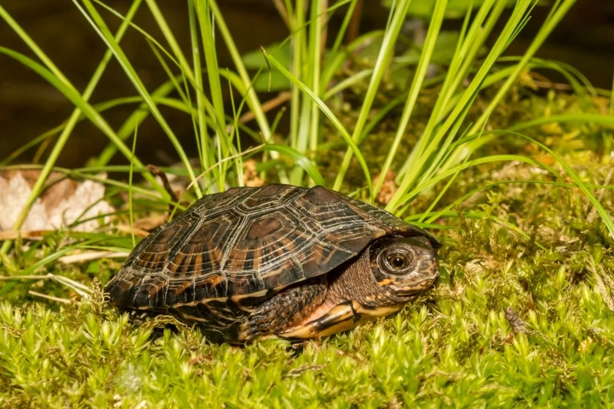 Bog turtle on moss ground