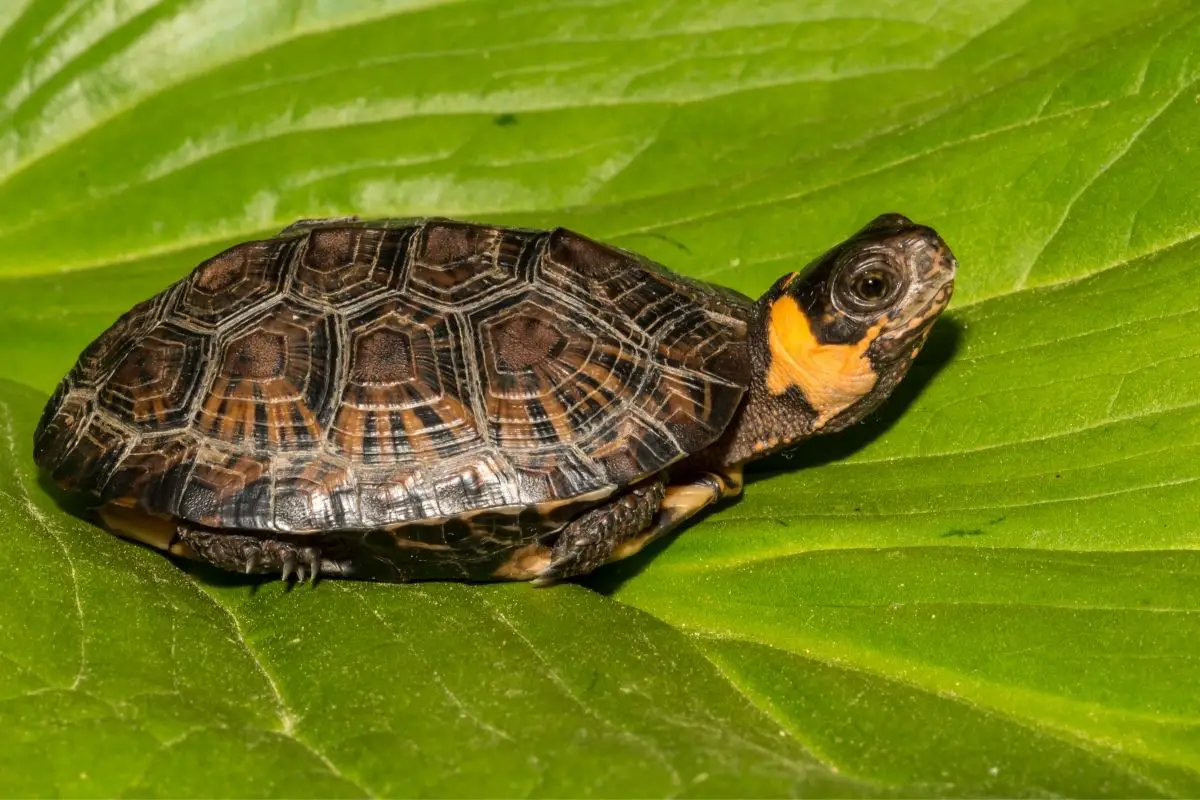 Bog turtle sitting on a leaf
