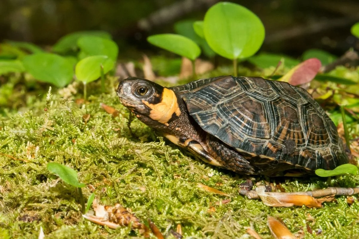 Bog turtle sitting on a moss ground