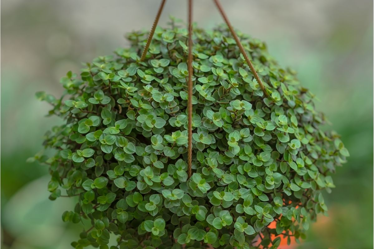 Hanging callisia repens