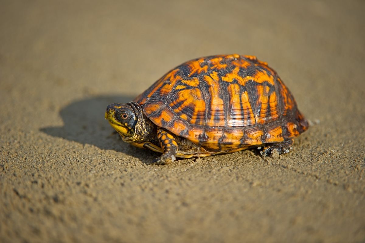 Box Turtle walking on road