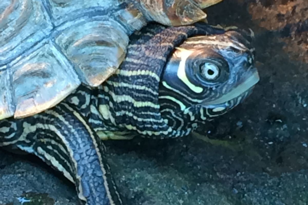 Cagle’s map turtle close up photo
