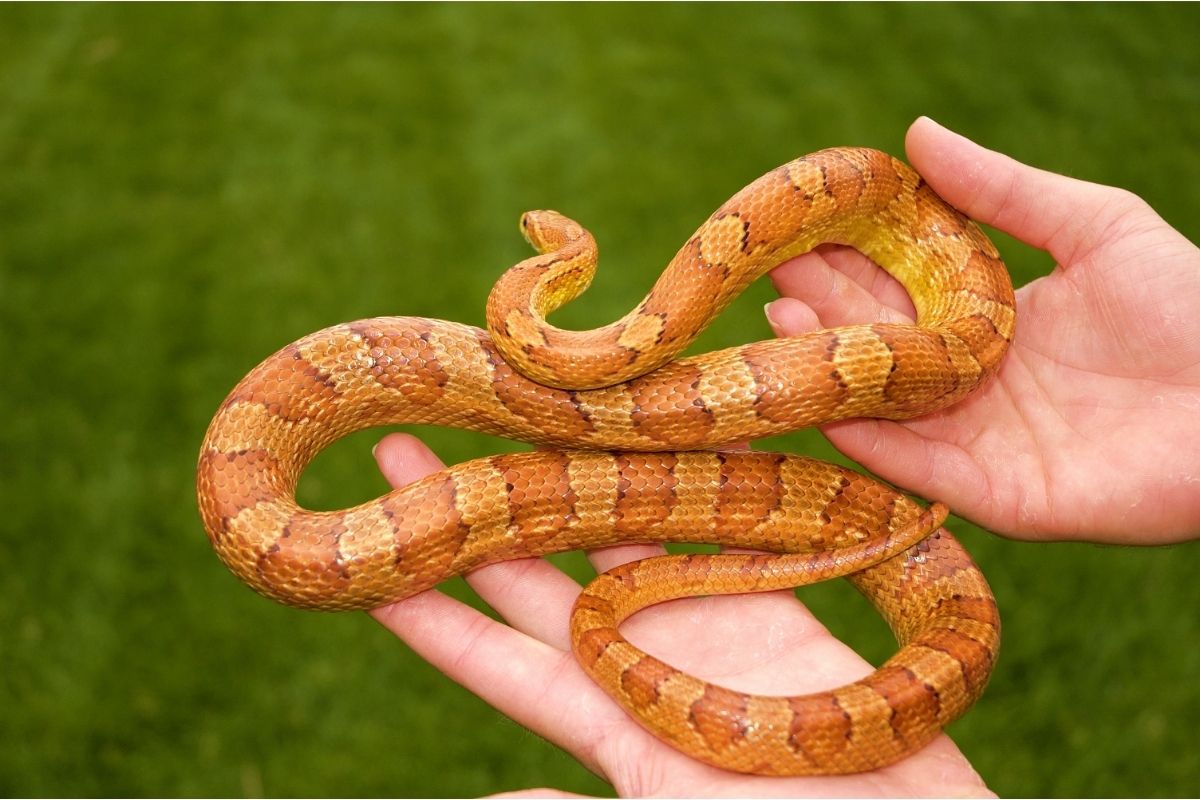 Corn snake