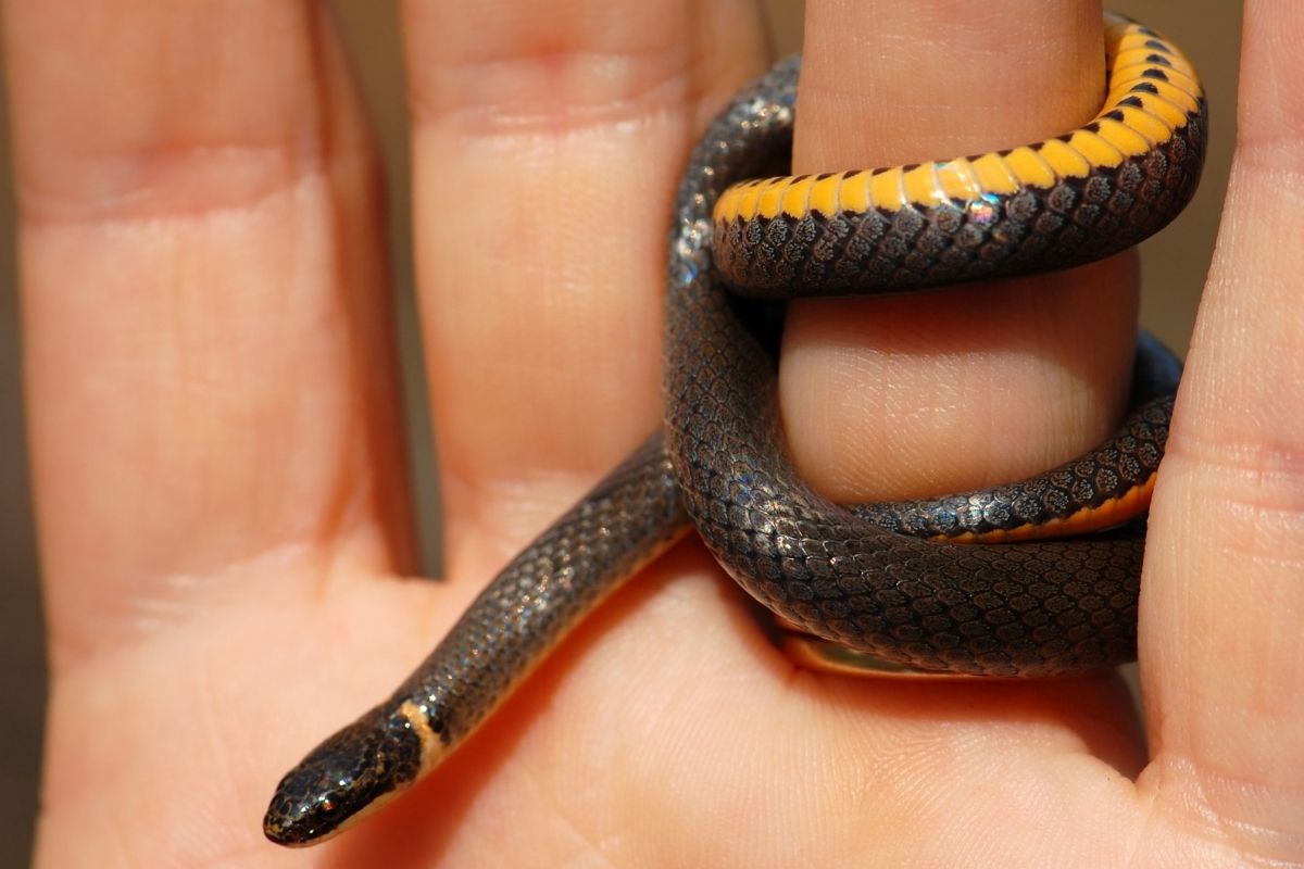 Southern ringneck snake ring