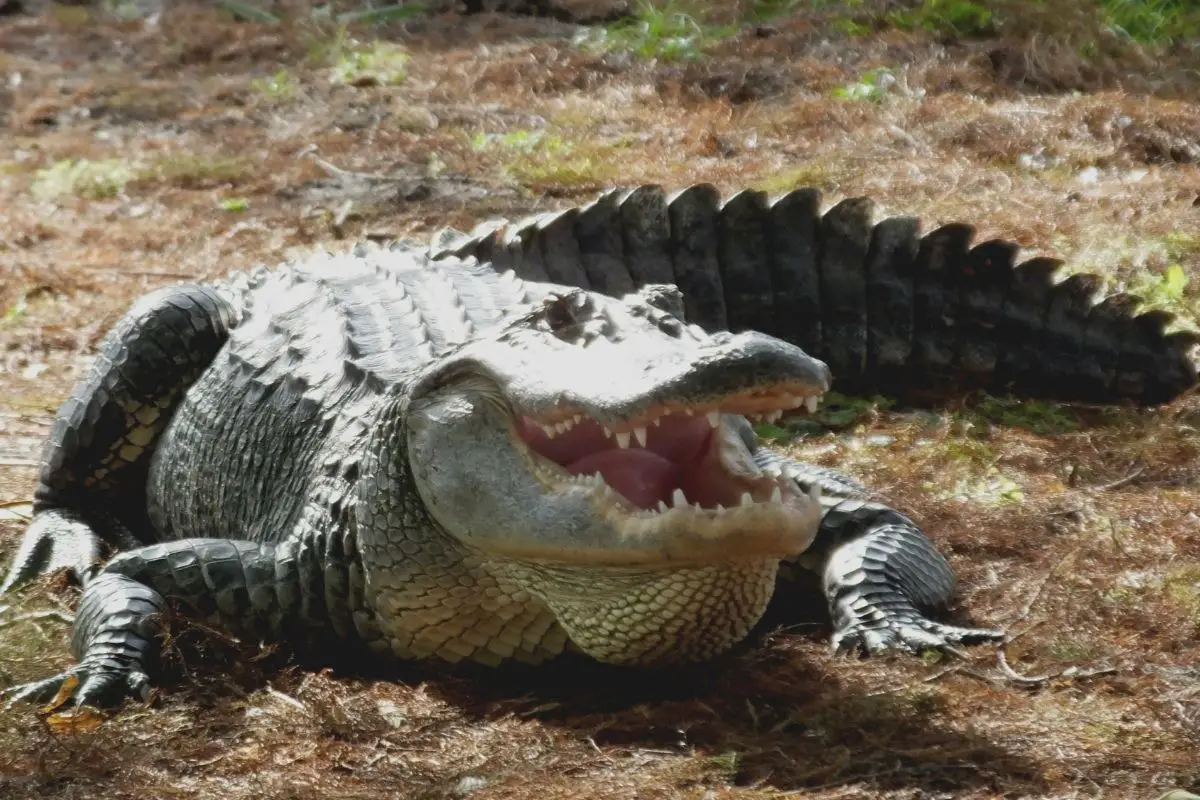 alligator on grass