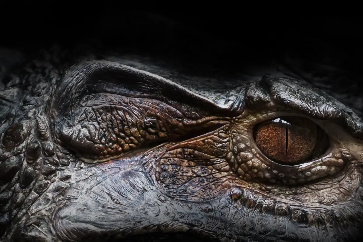 Alligator's eye
