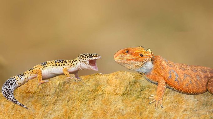 Leopard gecko beside bearded dragon