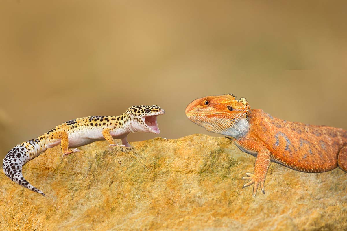 Leopard gecko beside bearded dragon