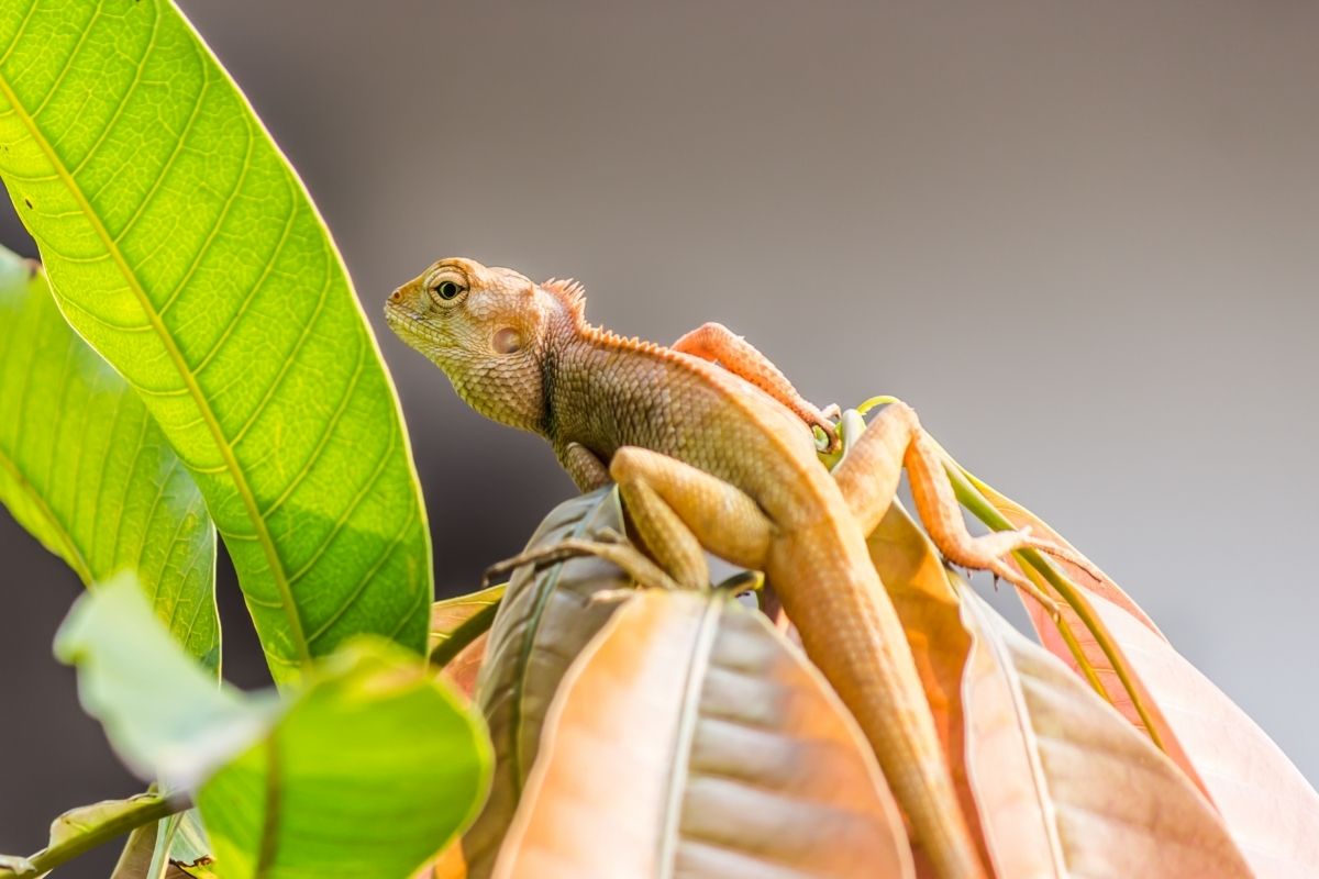 Bearded dragon on a tree leaf