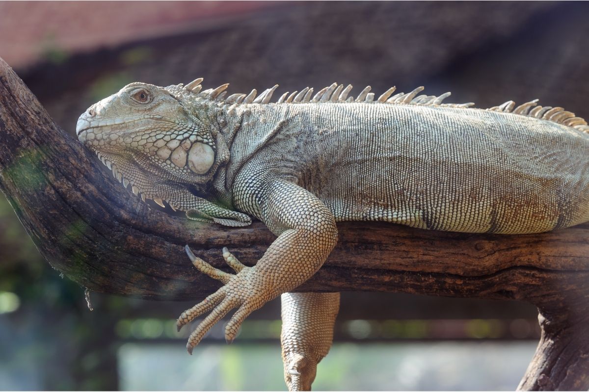 Bearded dragon on a tree branch