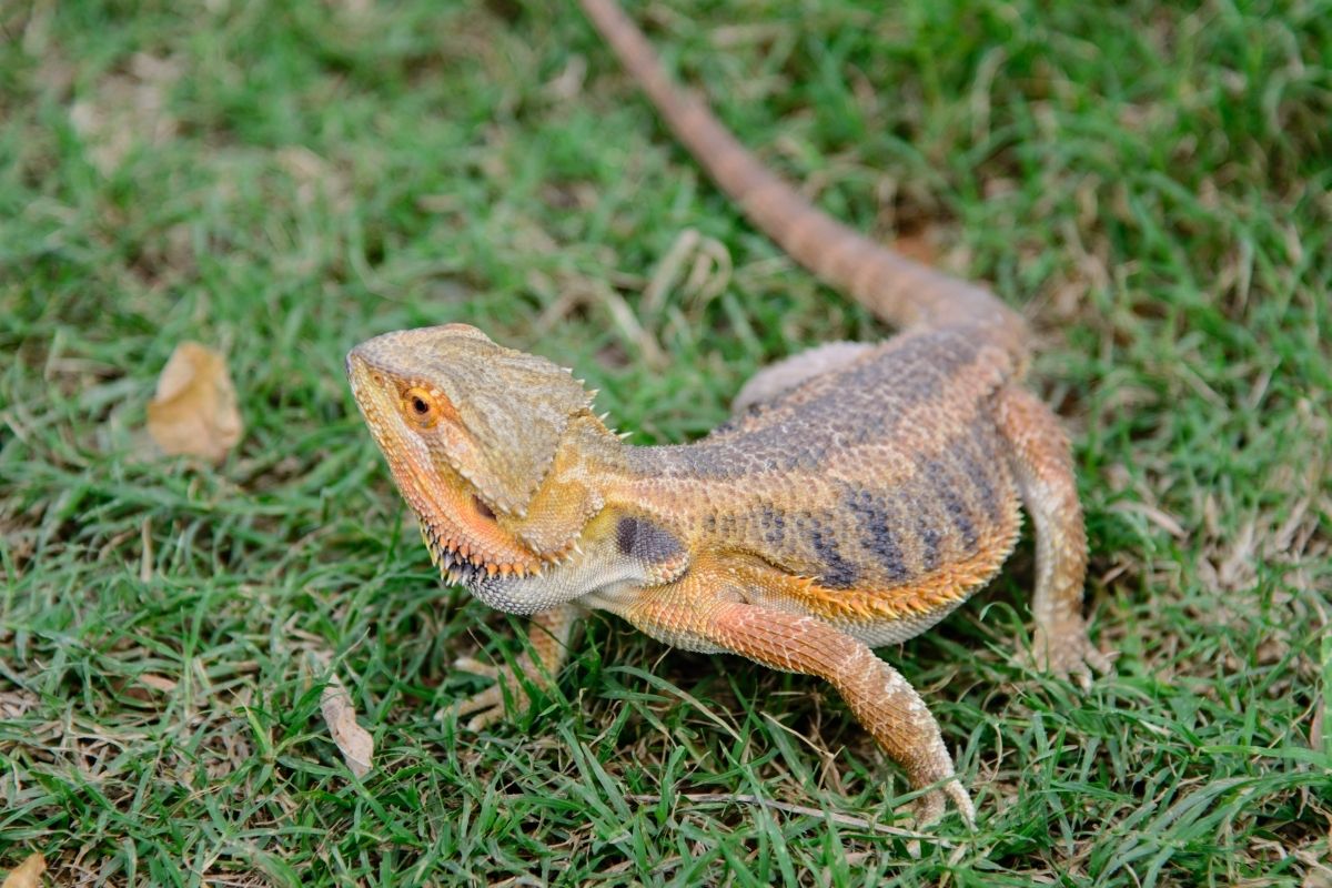 Bearded dragon on grass