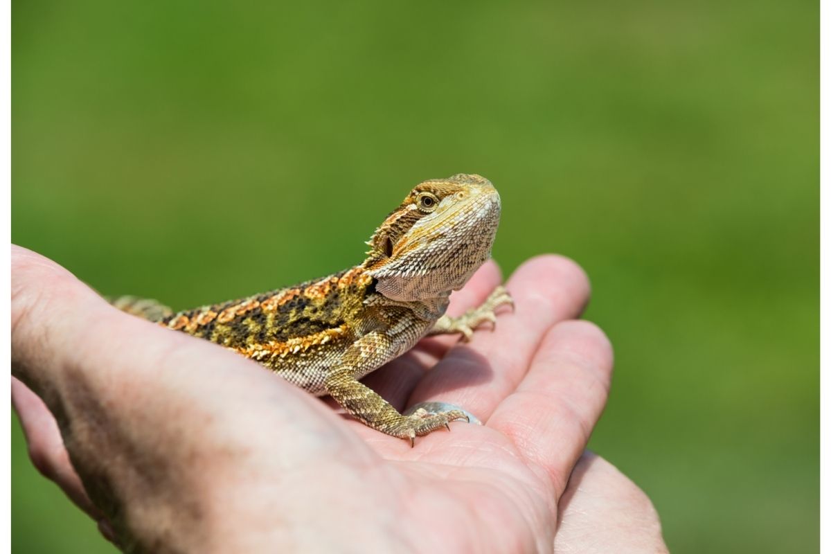 Bearded dragon lizard