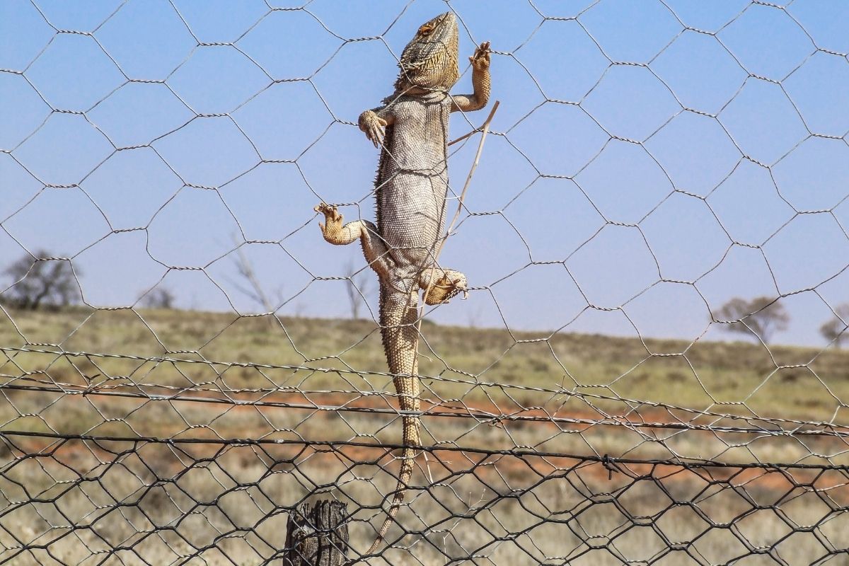 Bearded dragon climbing fence outback Australia