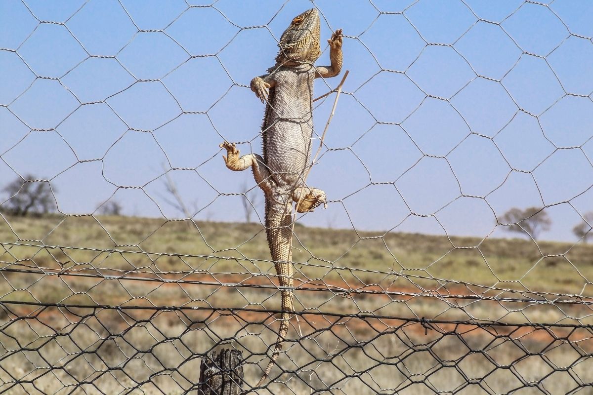 Bearded dragon climbing fence outback australia