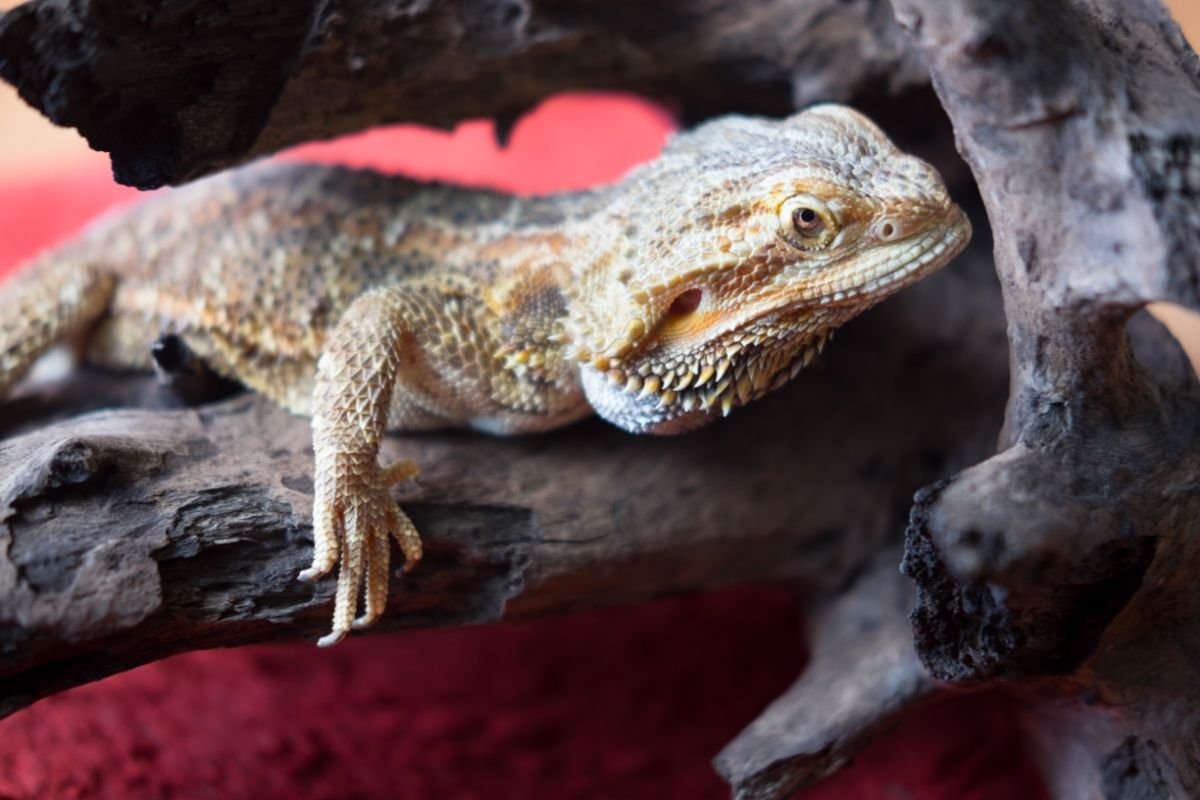 Bearded dragon climbing a dry tree