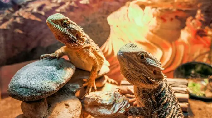 Two bearded dragons on top of rocks
