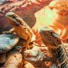 Two Bearded Dragons On Top Of Rocks