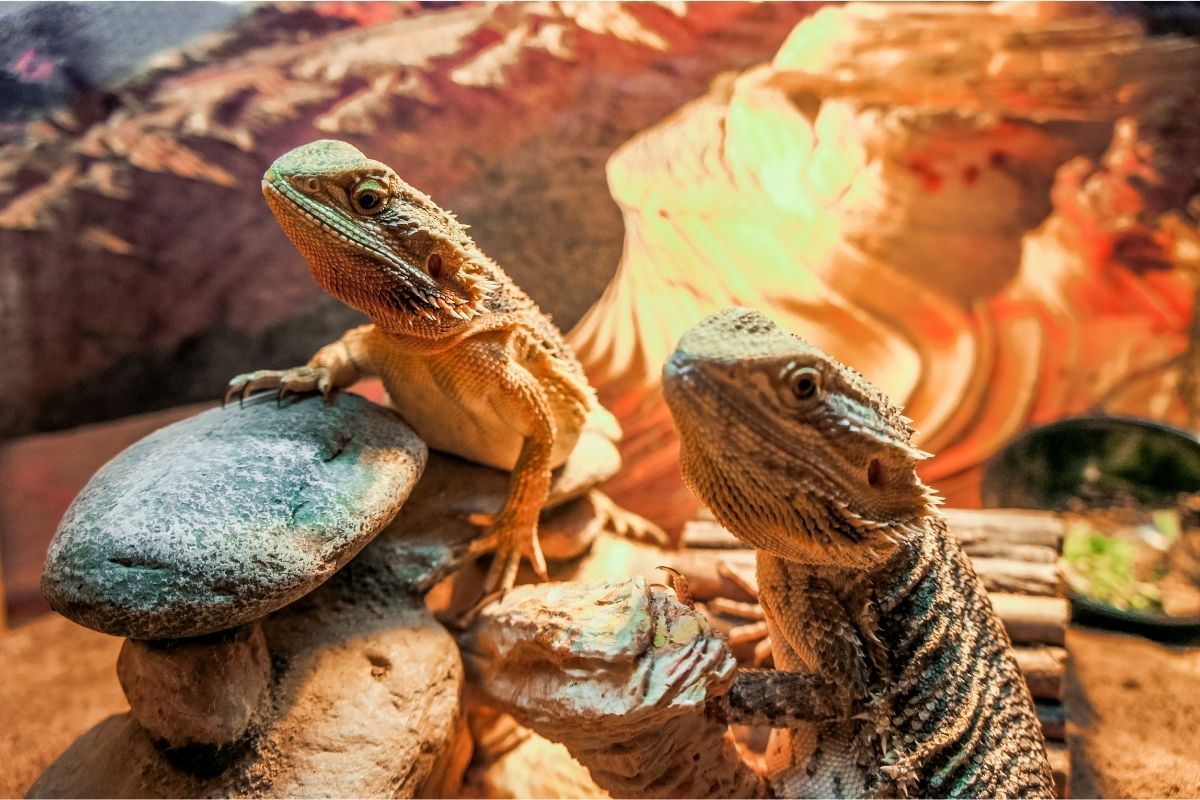 Two bearded dragons on top of rocks