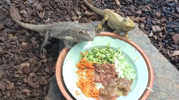 Can bearded dragons eat apples?