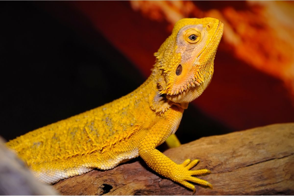 Yellow bearded dragon on top of wood